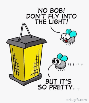 No Bob