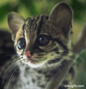 Wild Cat - Images and gifs for social networks